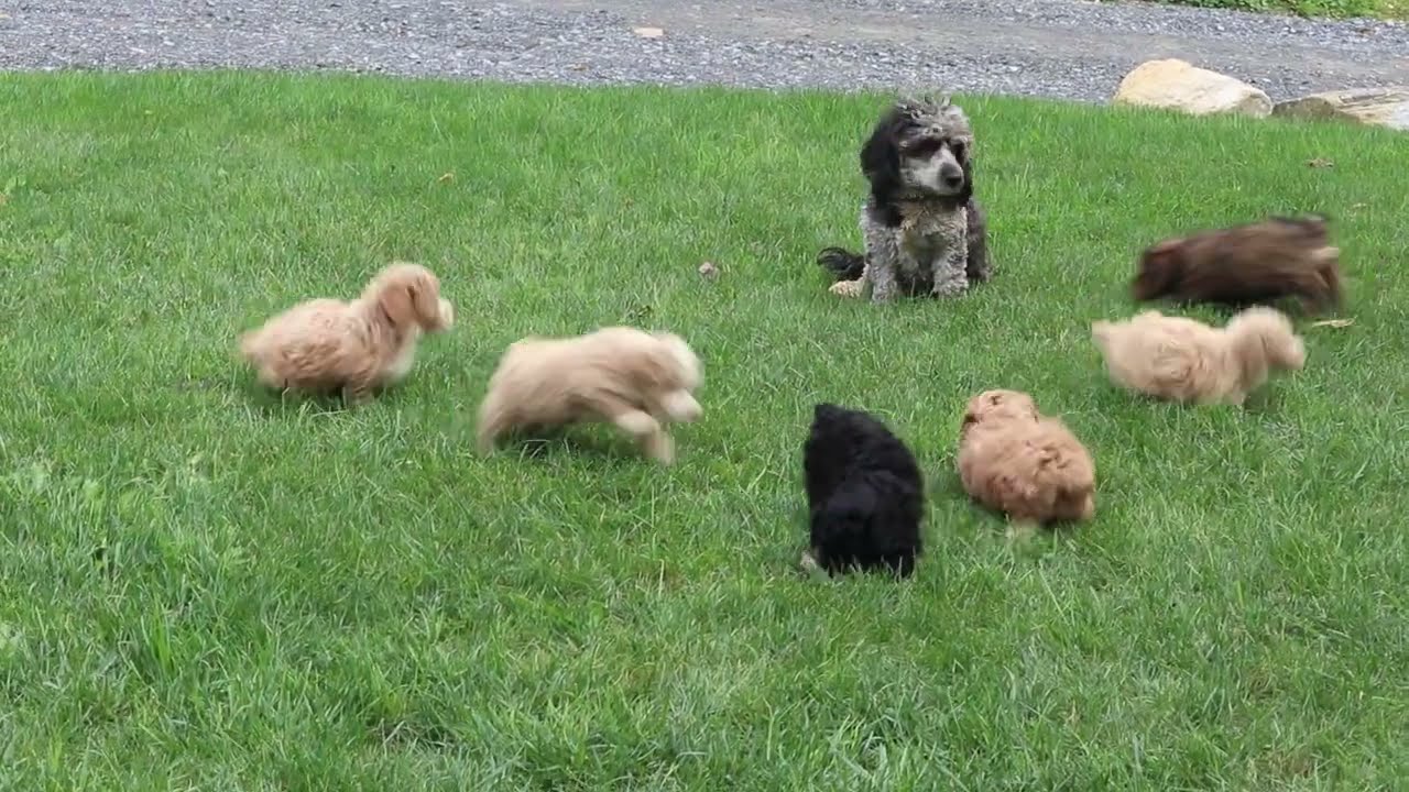 Cockapoo Puppies For Sale