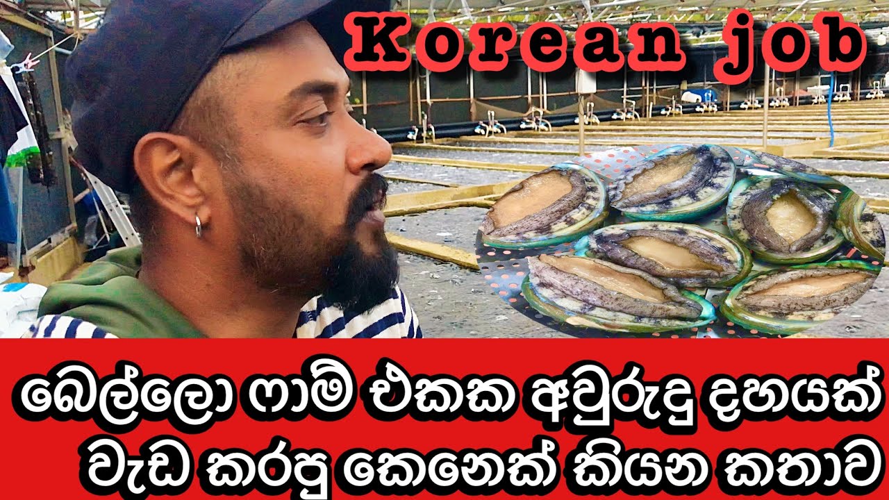 බෙල්ලො ෆාම් [part2] korean jobs. Divara rakiya dakunu koreava fishing job