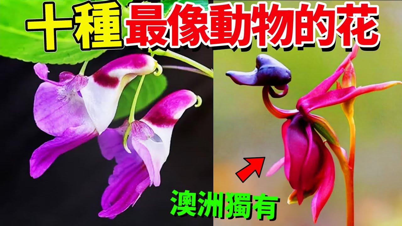 十種酷似動物的神奇花卉，小小花朵竟能將動物模仿得惟妙惟肖？花型最讓人驚嘆的奇葩花卉！#花卉 #top10 #植物 #科普 #世界之最 #漲知識 #獵奇#奇花異草