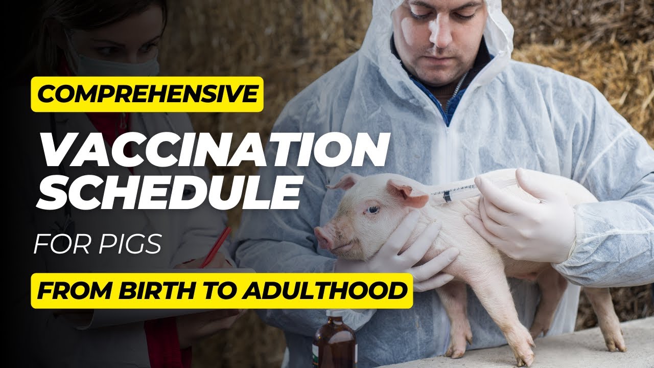 Comprehensive Vaccination Schedule for Pigs: From Birth to Adulthood | Dr.Vet
