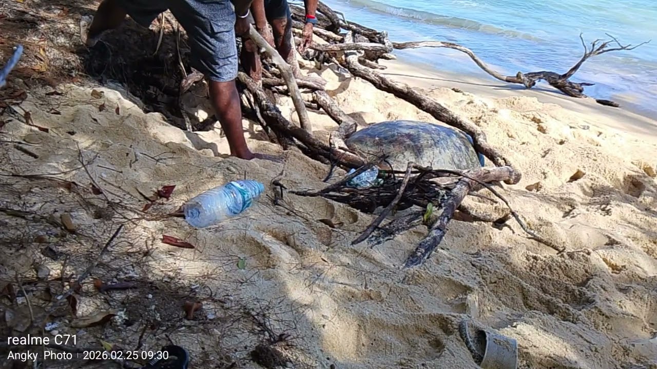 MENOLONG PENYU YANG TERJEBAK DI AKAR POHON KASUARI SAAT BERTELUR
