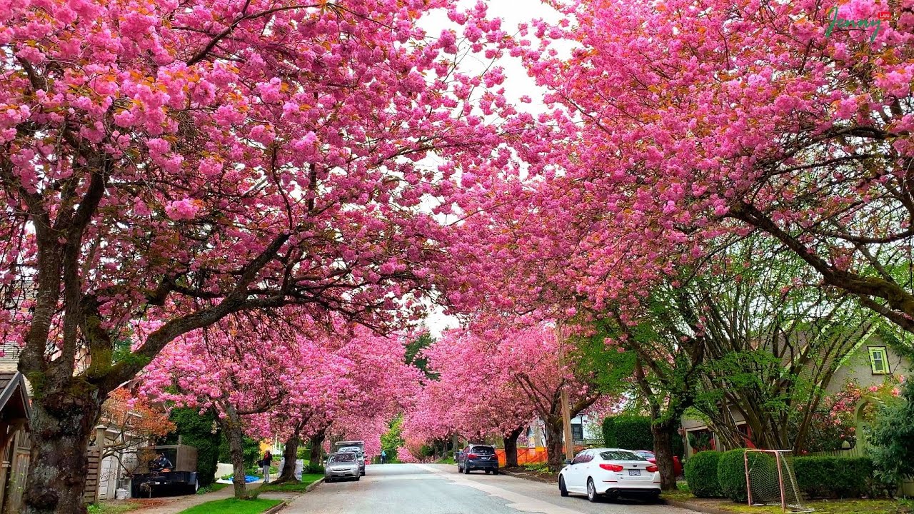 Cherry Blossoms in Vancouver  4K | Hoa anh đào Vancouver || Jenny Luu