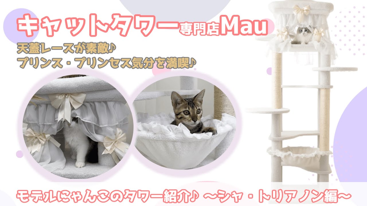 天蓋レース付きのキャットタワー！プリンセス・プリンス気分が味わえます♪【キャットタワー専門店Mau】