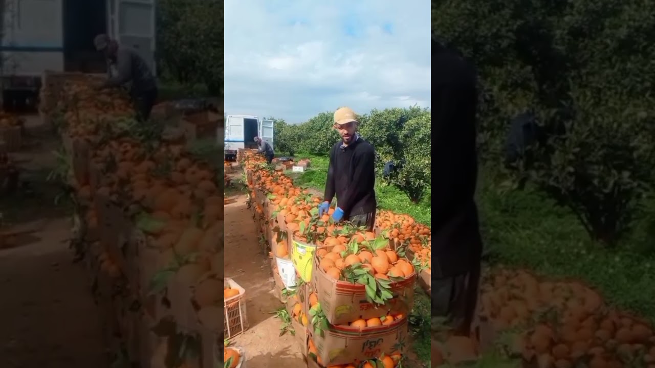 16/ 01/ 2026 زايو🍊