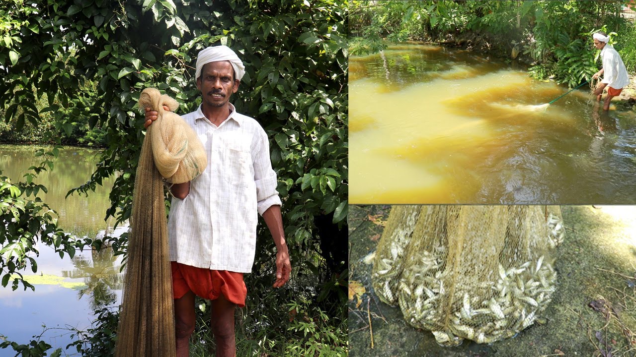 ഒറ്റ വീശിന്  കുട്ട നിറയെ മീൻ കിട്ടിയപ്പോൾ....കിടിലൻ മീൻപീരയും I Kerala cast Net fishing and cooking