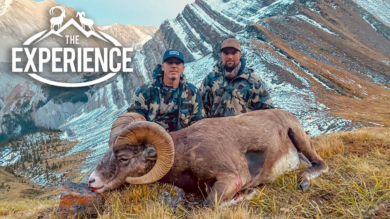 Third Time is a Charm - Alberta Bighorn with Jason Price
