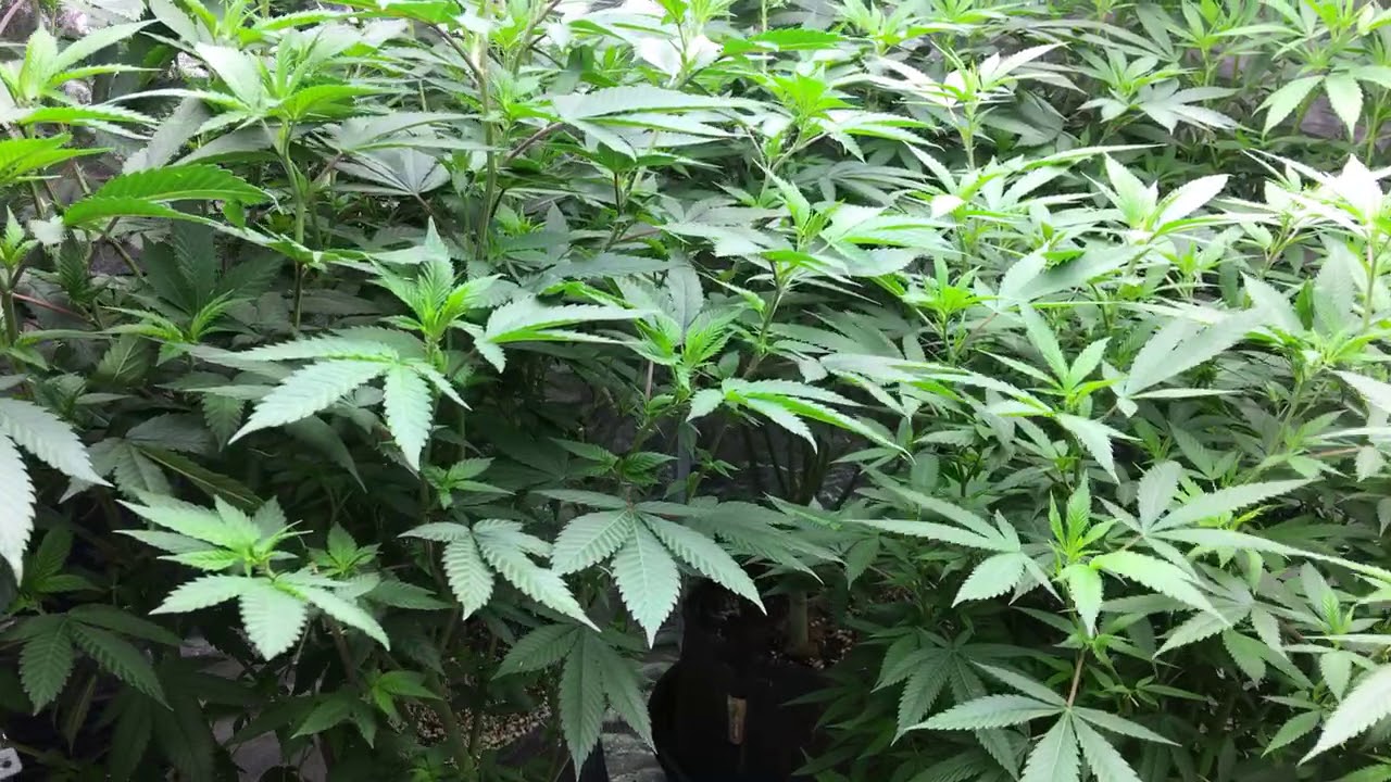 Clarification on Defoliation - How Many Fan Leaves Should I Remove in Veg???