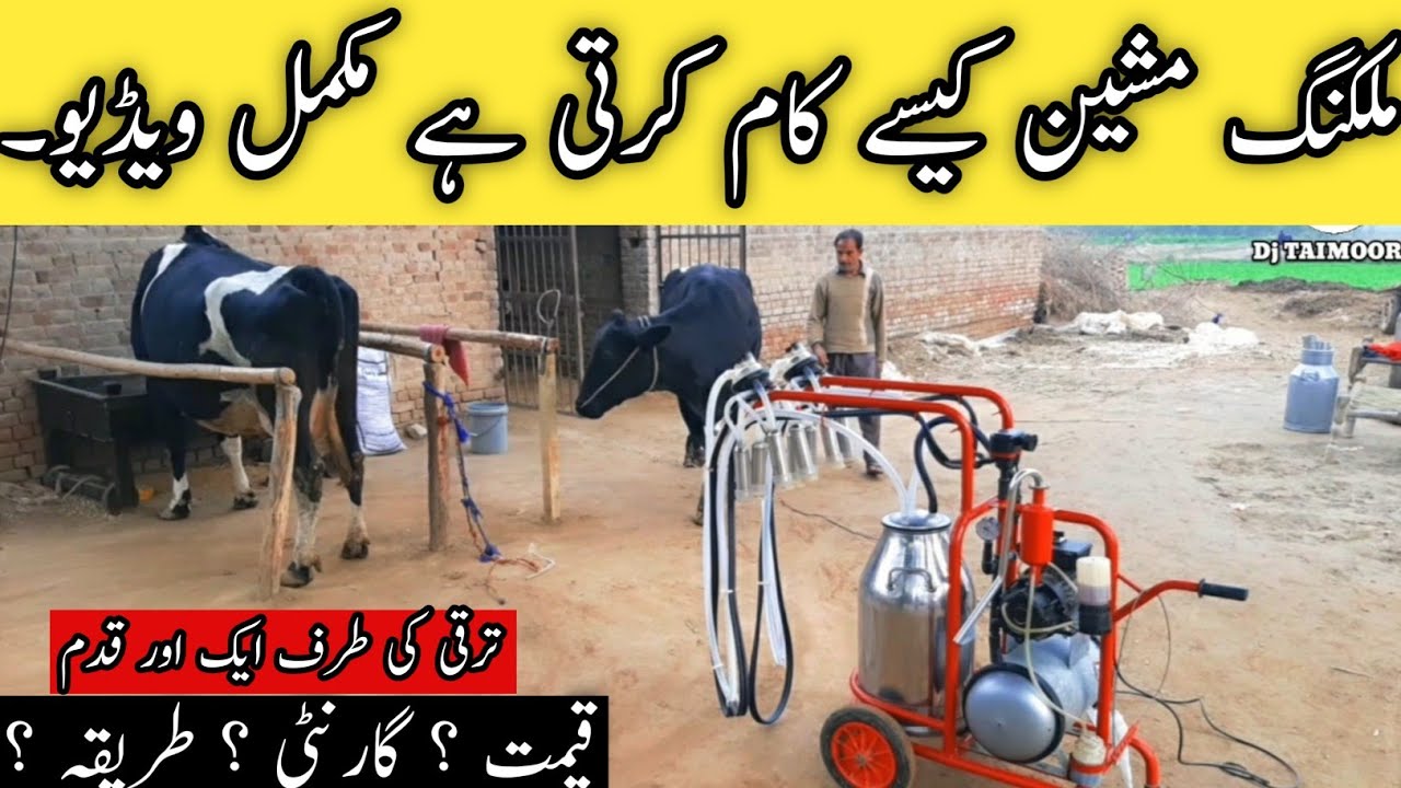 Milking Machine | Smart Dairy Farm in Pakistan | Milking Machine Kesa Kaam Karti Ha Mokamal Video