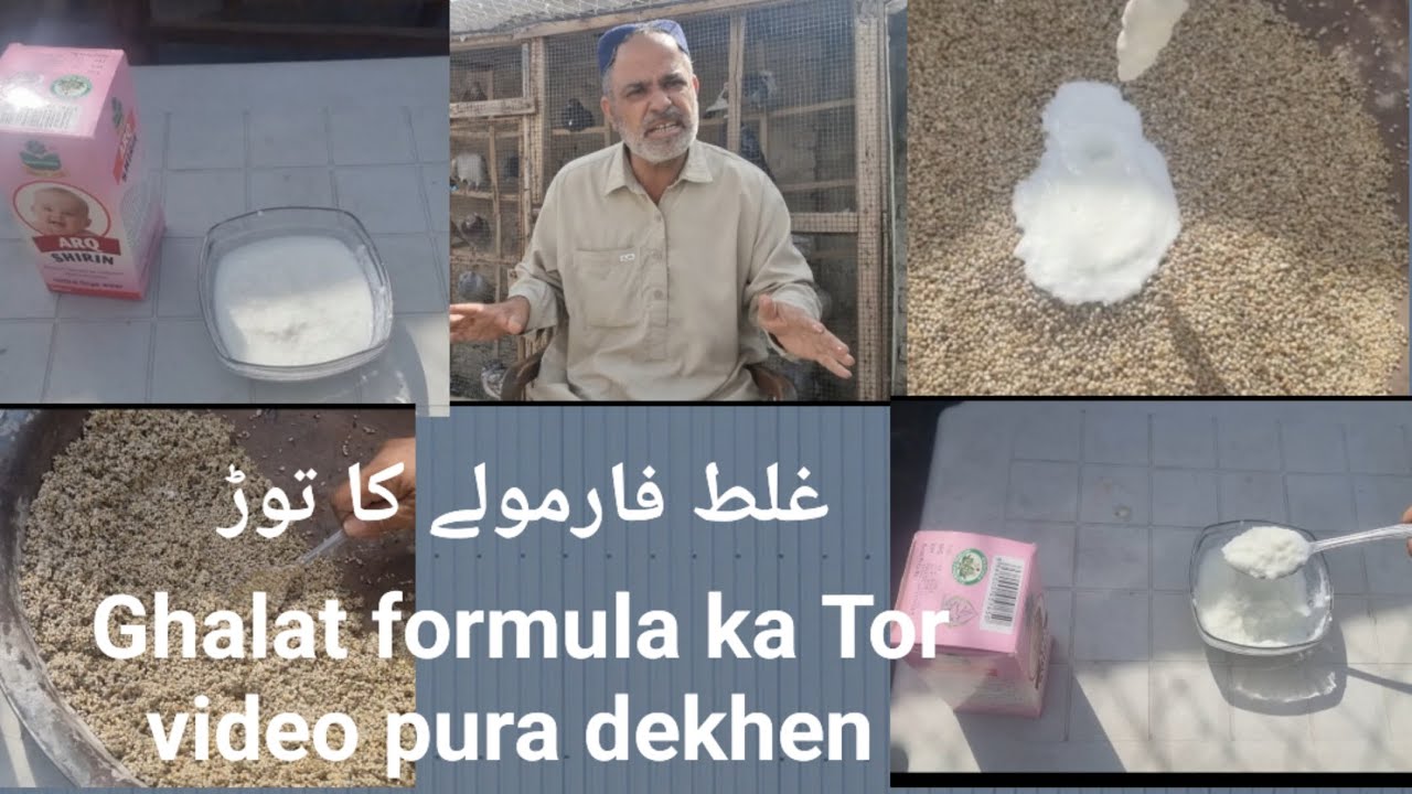 Ghalat formula ka Tor jissa parinda kharaab hota hai uska Liya zabardast saa tootqa 🕊️🕊️#pigeon 