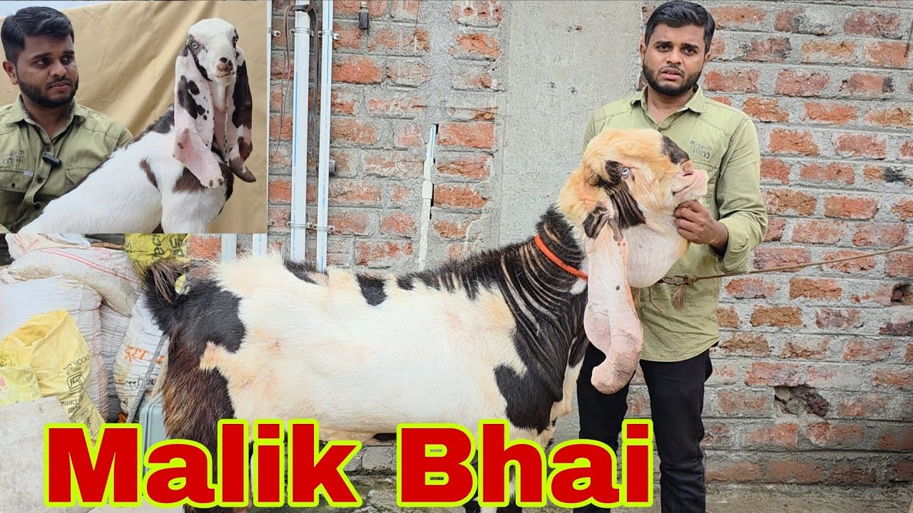 Is Farm Se Sirf Breedline Nikalti Hai | Sabse Nayaab Collection At Malik Bhai Hyderabadi Goats Setup