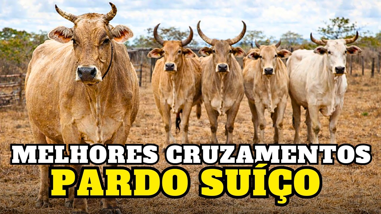 por que essa raça leiteira quase sumiu do Brasil? Os Melhores Cruzamentos 