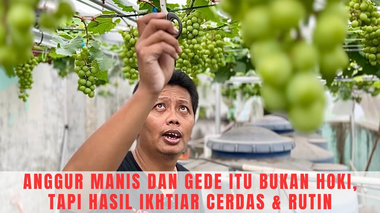 Anggur Kecil = Malu-Maluin! Cobain Trik Anti Cupu Ini