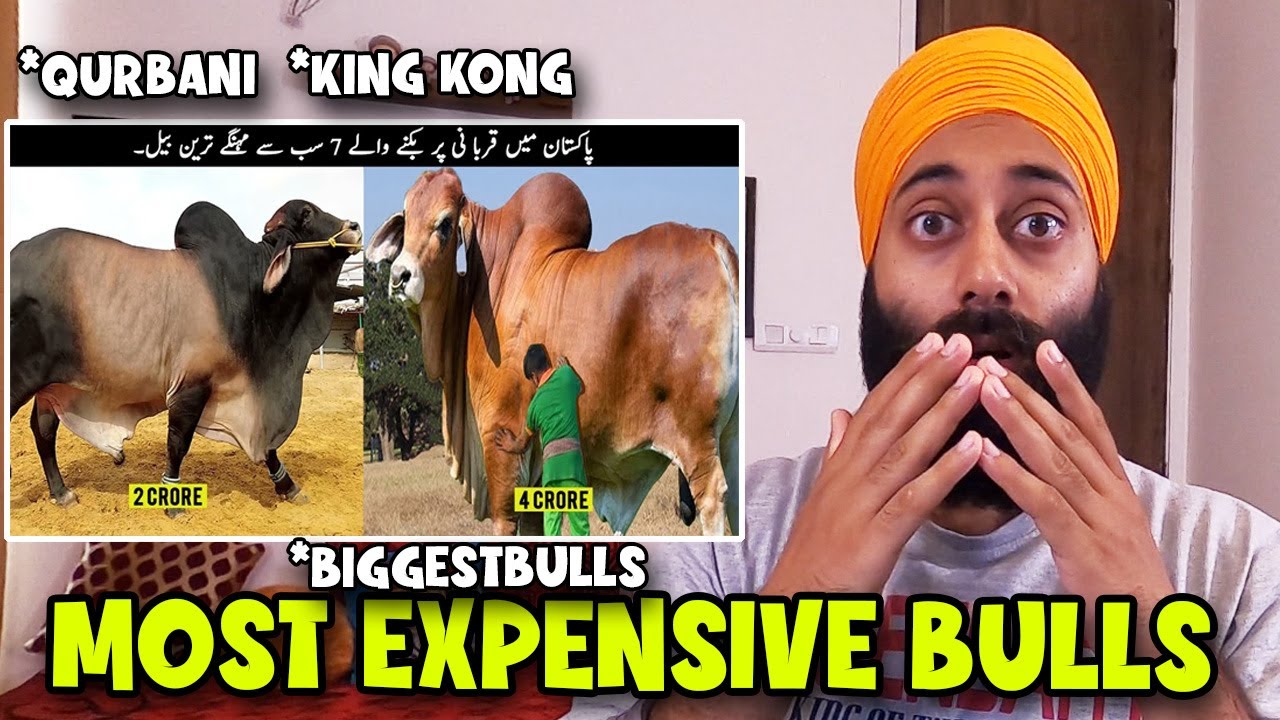Indian Reaction on  7 Most Expensive And Biggest Bulls in Pakistan for Qurbani | Biggest Bull Market