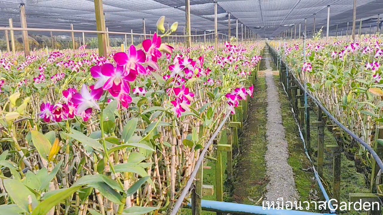 อัพเดทราคากล้วยไม้ช่วงตรุษจีน เตรียมปลูกไม้ใหม่#garden #flowers 