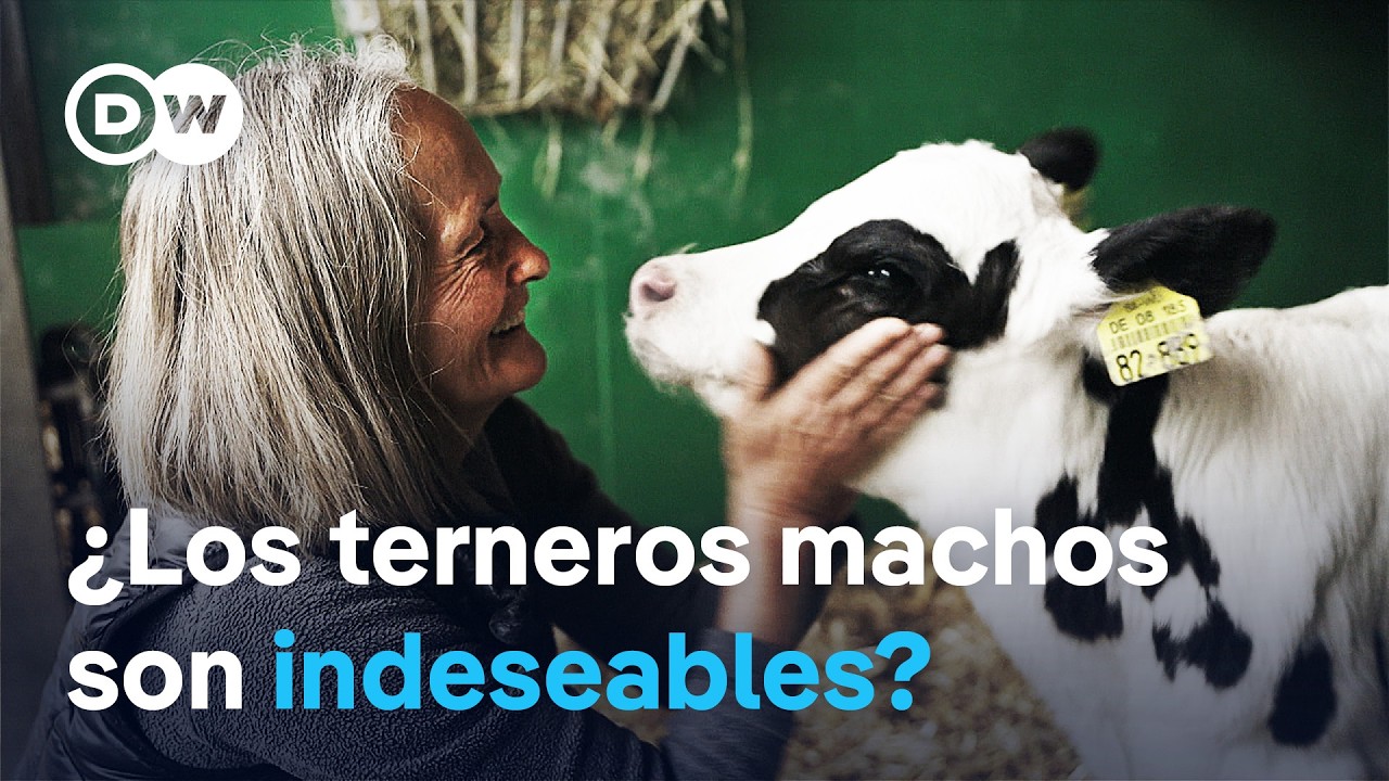 El destino de los toros - De terneros desechables a protectores de los Alpes | DW Documental