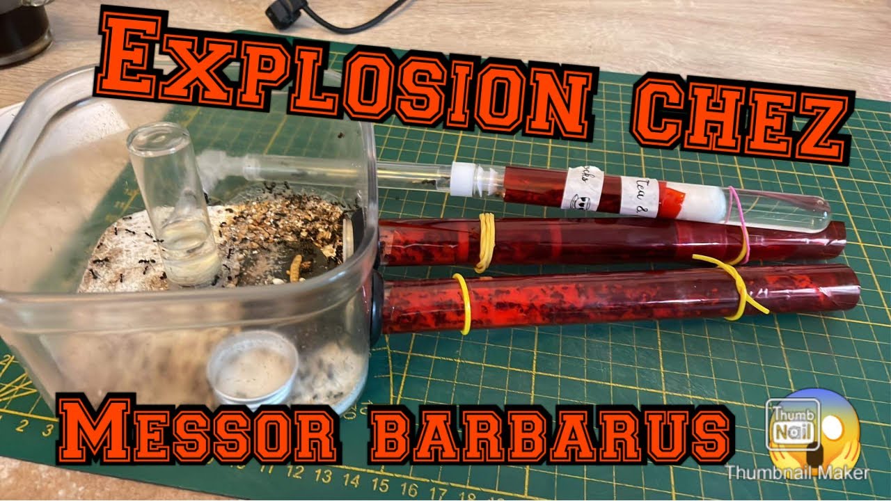 Évolution #fourmis Messor barbarus 3 gynes en 6 mois 😨