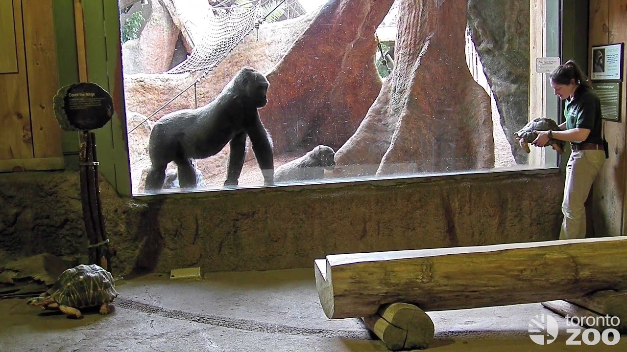 Toronto Zoo Gorillas Encounter Unexpected Visitors!