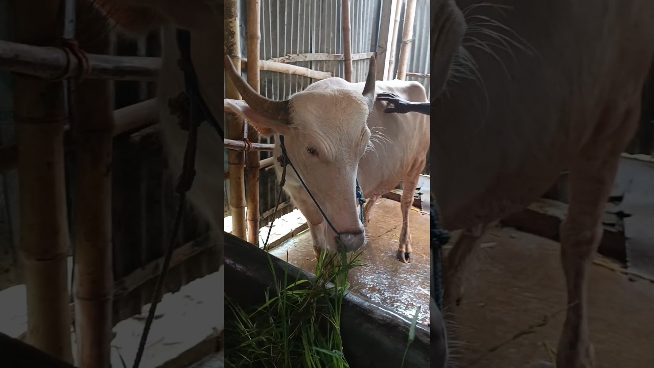 Pink buffalo #buffalo #shortvideo #shorts