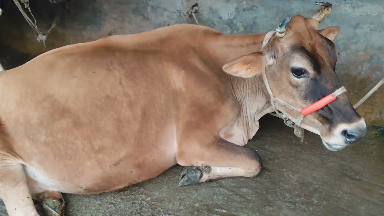 ফ্রিজিয়ান গাভী কে অন্য ফ্লাকবি বা ব্রাহামা  সিমেন দেওয়া যাবে কি-না বিস্তারিত ভিডিওতে 