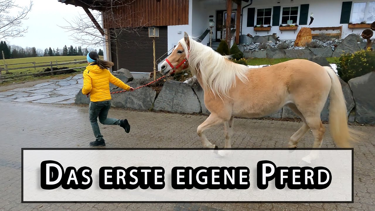 Leas erstes eigenes Pferd 🐴  | HAFLINGER Sternschnuppe Ankaufsuntersuchung Folge 1