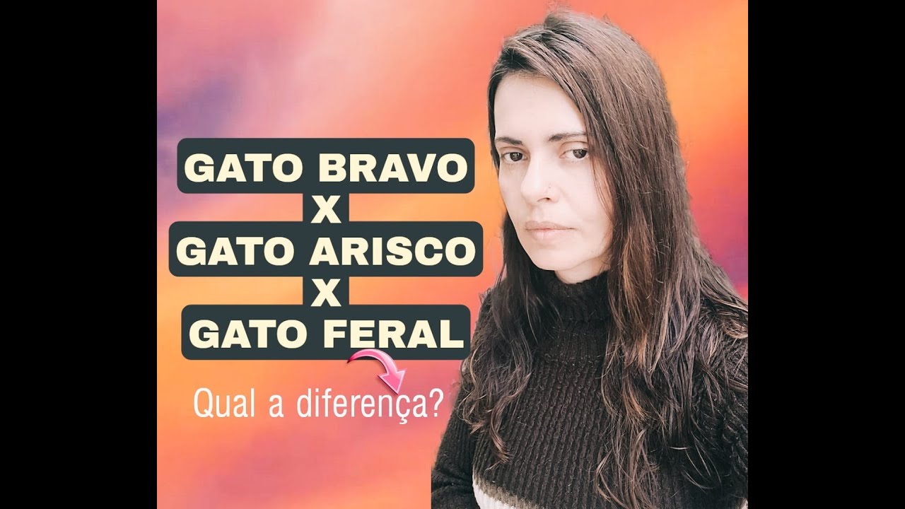 Diferença entre gato bravo , arisco e feral . Entenda