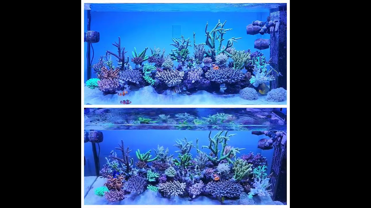 🌈 Hyde's reef tank