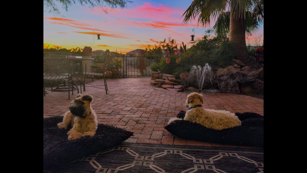 Puppies at Play March 2026