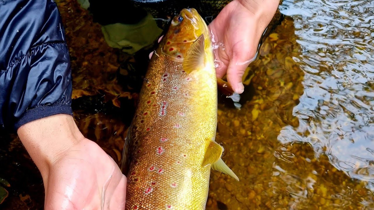 Pesca de truchas en chiloé ,increíbles capturas de trucha amarillas poco comunes.