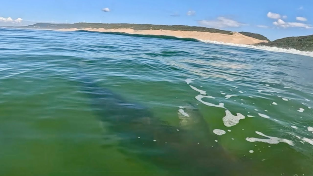 Big Bull shark hunts surfer ends in close death encounter at Maitlands beach @sharkencounters 