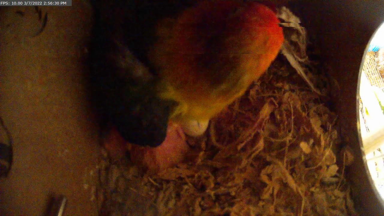 Lovebirds nest