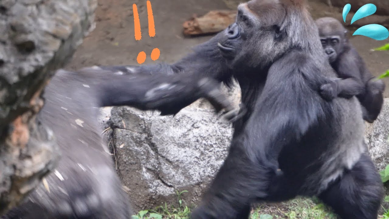 Jealous Riki attacks mother Momoko. He wants do play with baby gorilla Sumomo? | Gorilla Haoko Troop