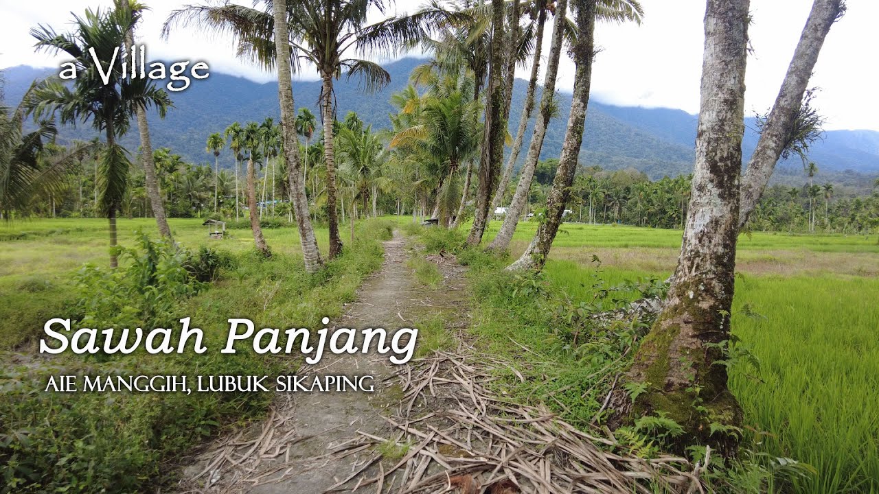 SAWAH PANJANG AIE MANGGIH | Sawah yang Menghijau dan Barisan Pohon Kelapa | Pasaman, Sumbar