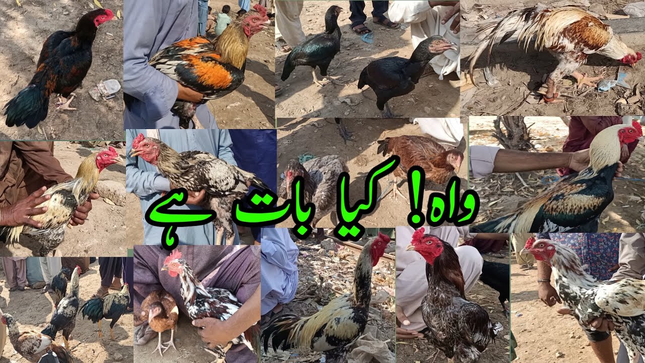 Aseel birds Tando Adam bird market rate updates
