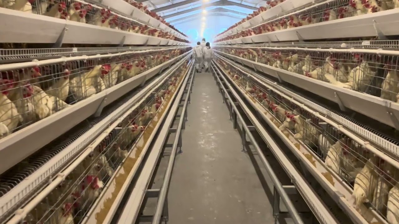 20,000 Laying Hens in a 4-Tier A-Frame Laying Cage Farm After-Sales Follow-up#layercage #layerfarm