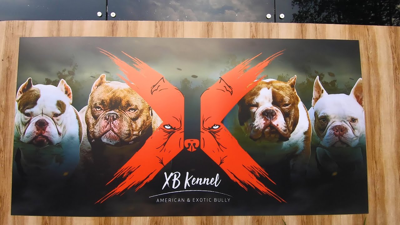 Fatos sobre a raça EXOTIC BULLY | XB Kennel