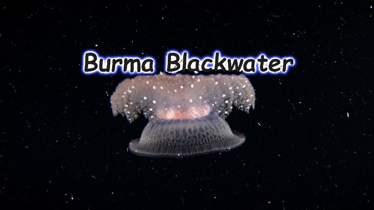 Blackwater Burma