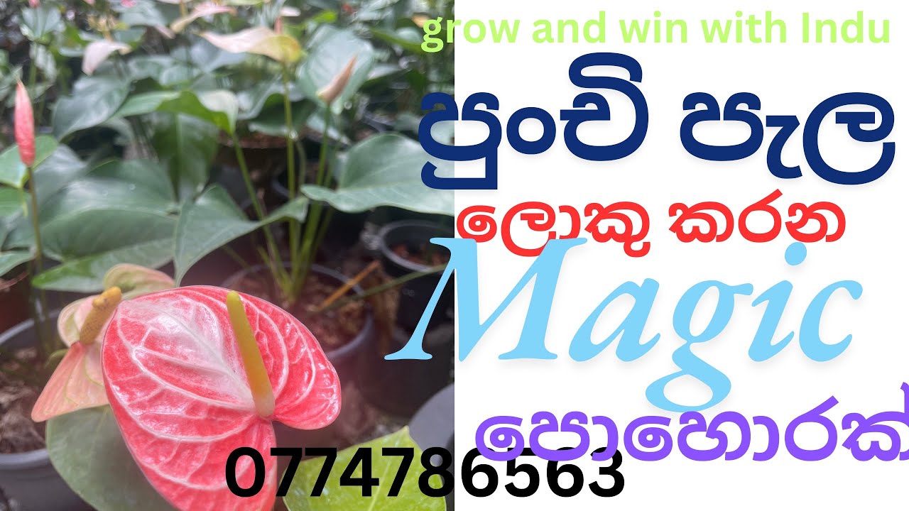 පුංචි පැල මොන දේ කරත් ලොකු කරගන්න බැරි උනාද?එහෙනම් බලන්නම ඕන video එකක්