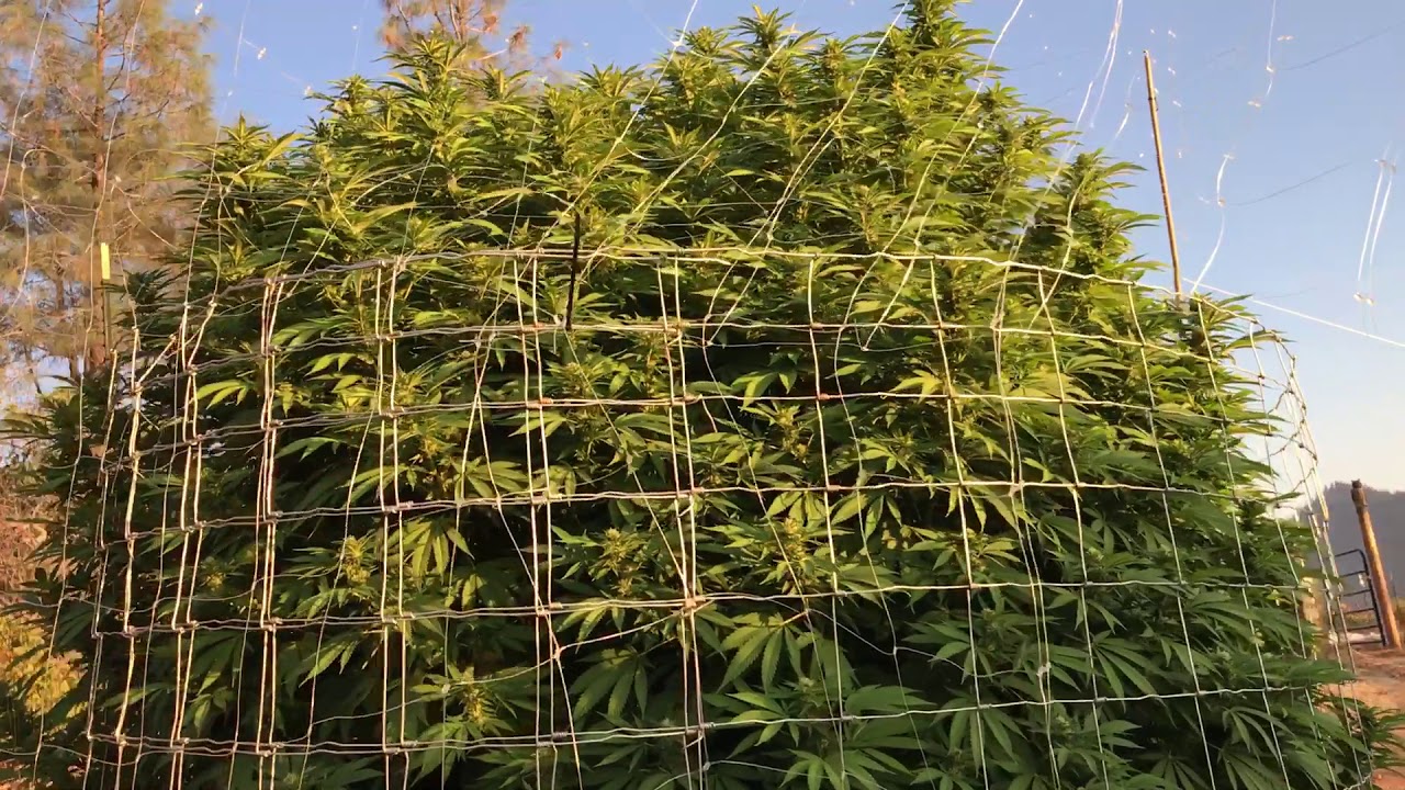 2017 huge buds-500gal update- marijuana farm-emerald triangle