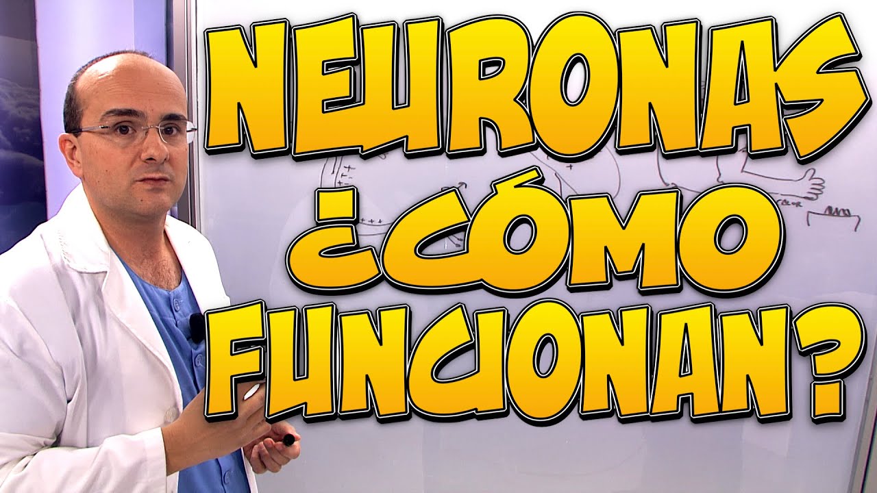 NEURONAS, &iquest;C&oacute;mo funcionan?