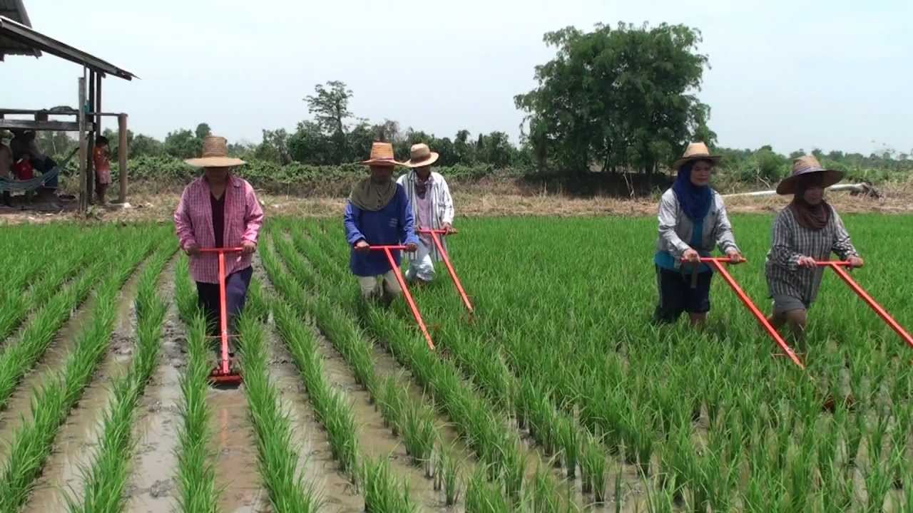 สำรวจใกล้ชิด ติดโคนกอข้าว-1