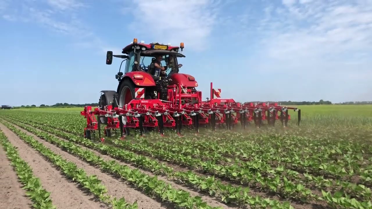 HENGERS.NL Loonbedrijf Haaijer in de flageolets met Steketee 12x50 schoffelmachine met vingerwieders