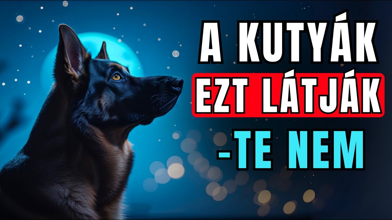 11 Furcsa Dolog, amit csak a Kutyák Látnak és Hallanak - De Te Nem!