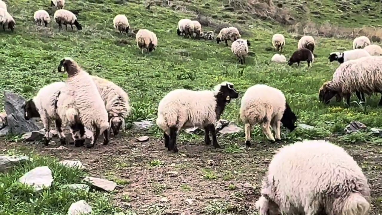 Yeşil ovalarda koyun ve kuzu otlatılması kuzuların tok yemesi dikkatlerden kaçmasın Van Çatak