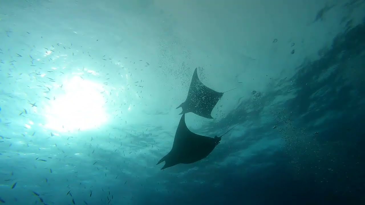 Tauchen in Teneriffa - Mantas, Seepferdchen, Schildkröte und ein Wrack