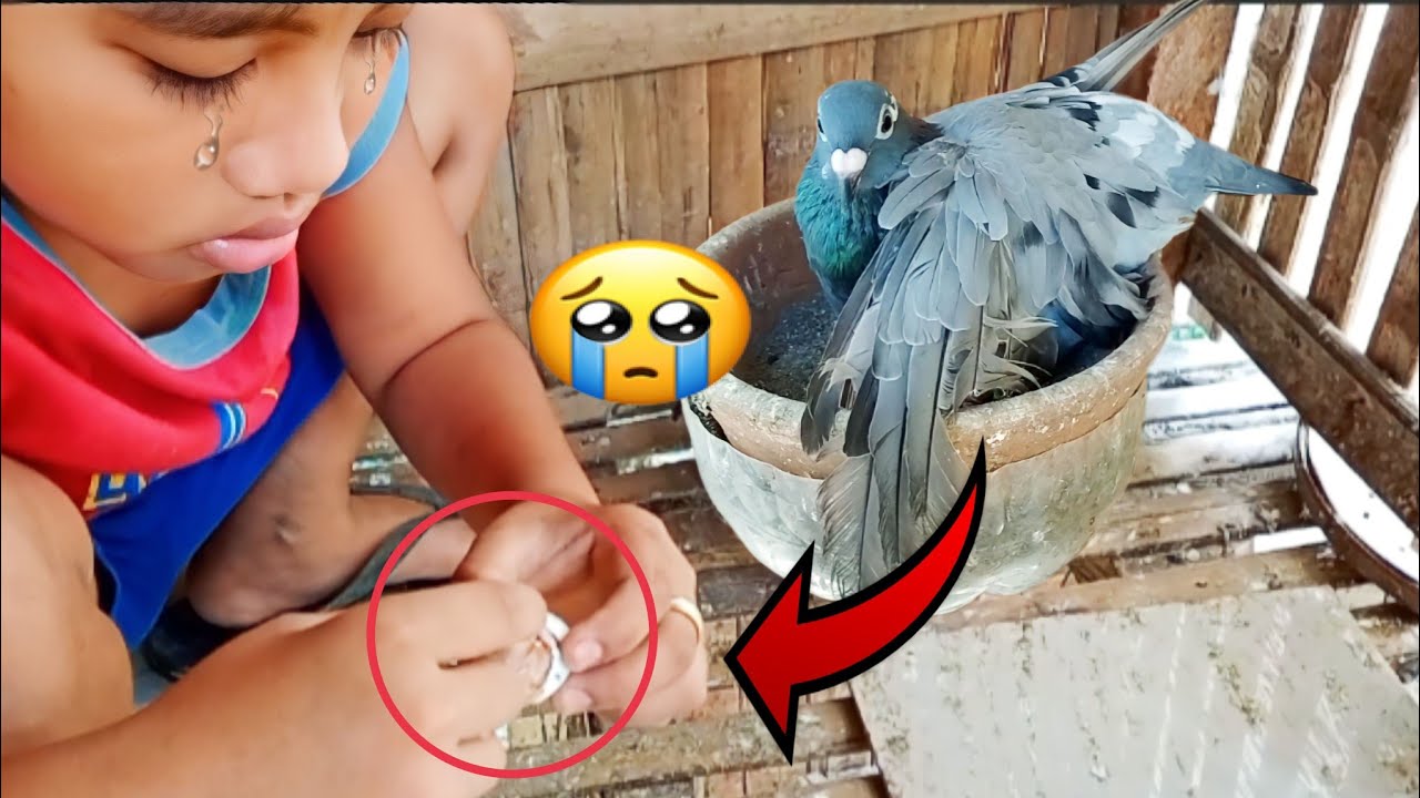 ITLOG NI BALIKTAD at BORGA 