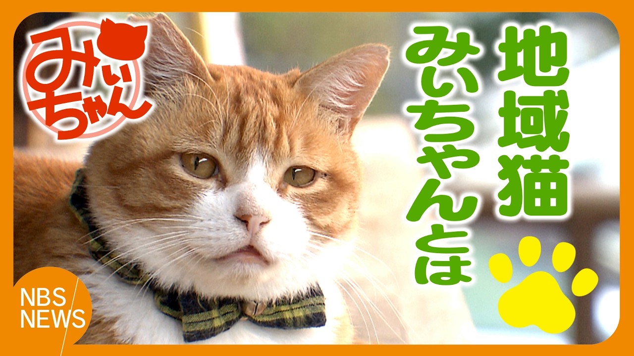 地域猫「みぃちゃん」とは
