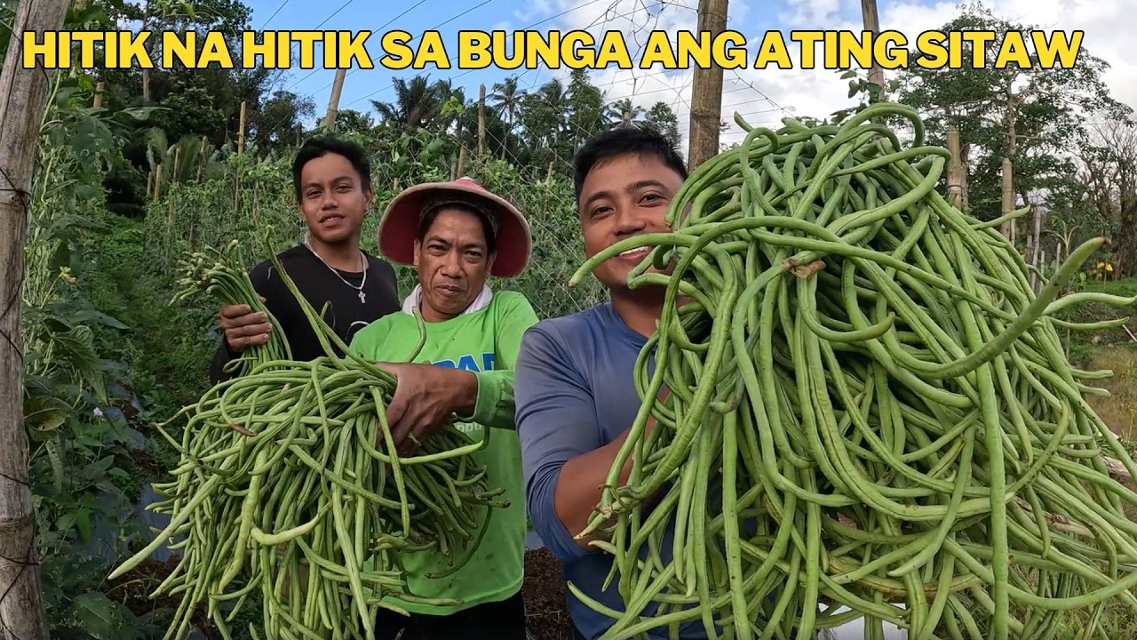 THANK LORD SA BLESSING SITAW NA SIKSIK SA BUNGA