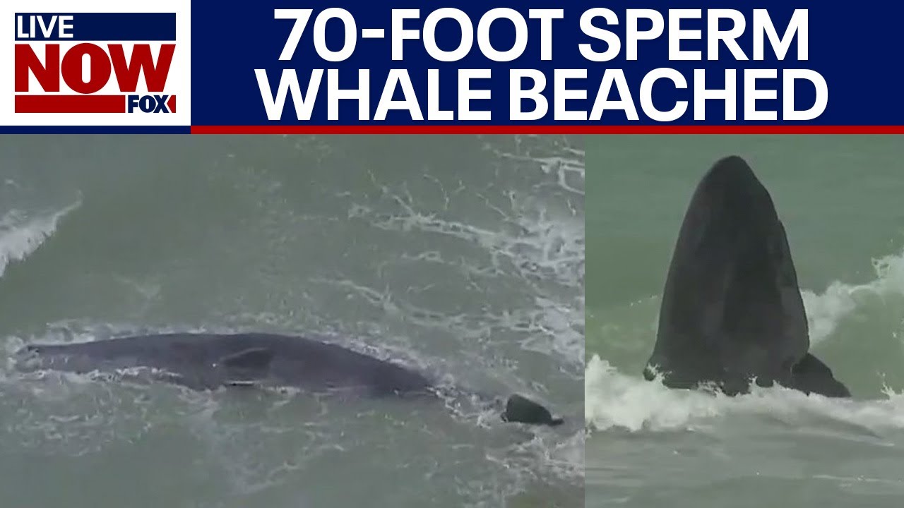 Venice, Florida beached whale: 70-foot ocean mammal alive, officials say | LiveNOW from FOX