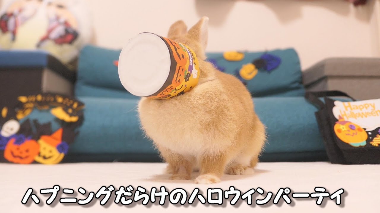 ハプニングしかないうさぎのハロウィンパーティがこちら