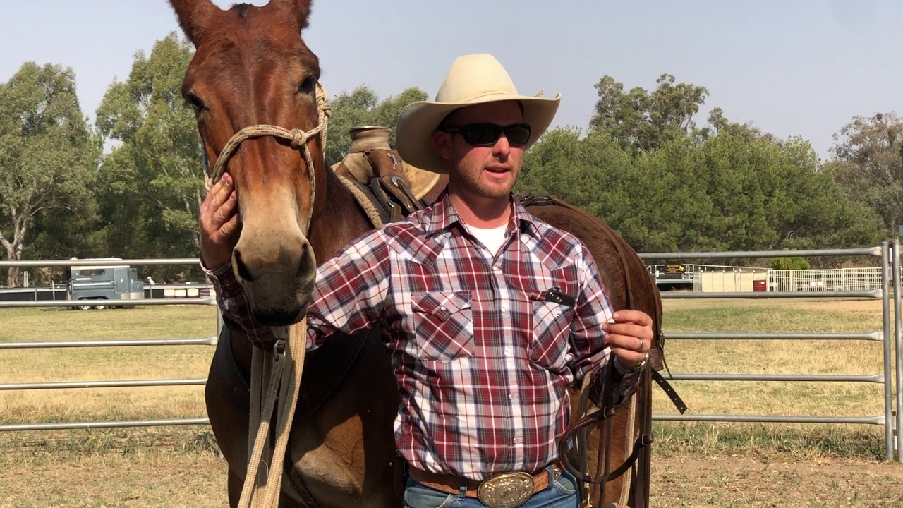 Mule Tip-Hard To Bridle